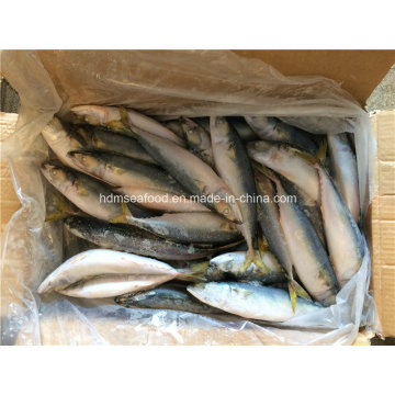 Bqf Frozen Seafood Mackerel Fish